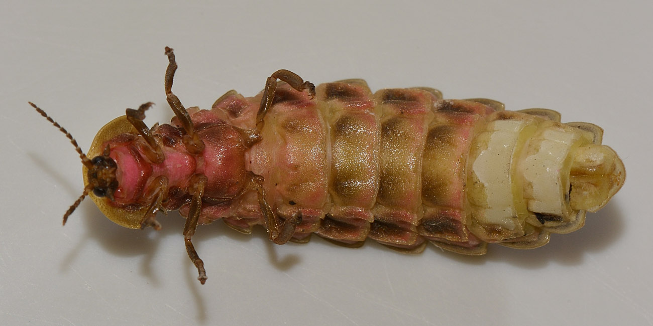 Lampyris fuscata
